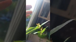 Можно ли вырастить плетистую розу на балконе.