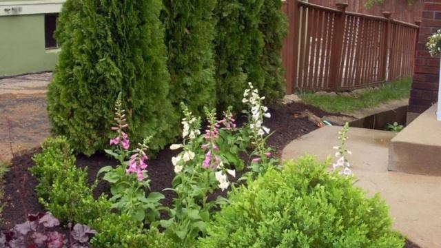 Хорошее решение для сада ТУЯ. Какую выбрать и почему, советы и опыт Евгении смотреть онлайн