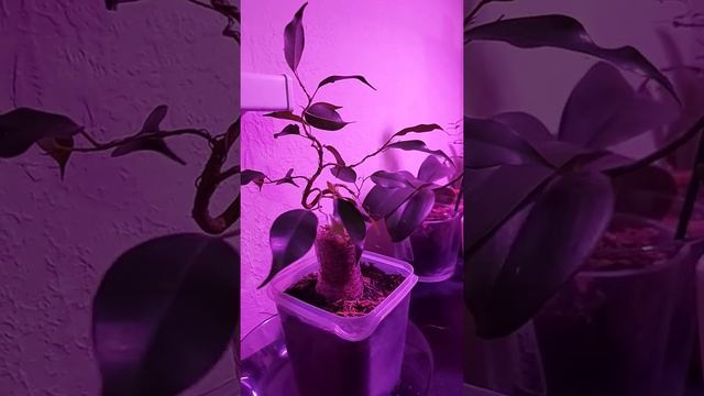 фикус бонсай смотреть онлайн