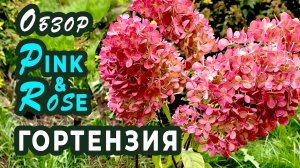 Гортензия метельчатая Пинк энд Роуз (Pink & Rose)