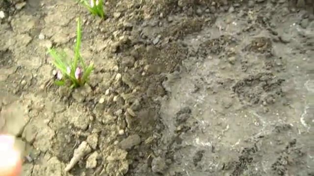 Три кустика КЛУБНИКИ ФОРТУНА и посев семян ПОРТУЛАКА смотреть онлайн