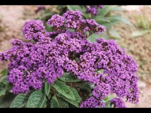 Выращивание гелиотропа из семян.#гелиотроп #цветы #рассада #выращивание #гелиотропизсемян