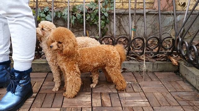 Той пудель. Toy poodle
