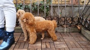 Той пудель. Toy poodle