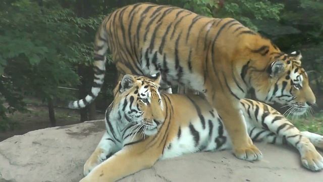 Большие киски/Уссурийские тигры смотреть онлайн