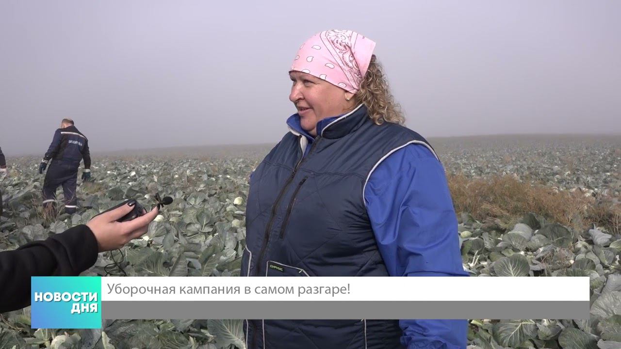 Уборка капусты СХАО "Белореченское"