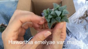 Leaf and Clay succulent unboxing