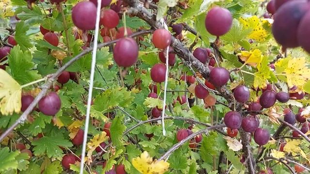 Свежий урожай крыжовника (1)