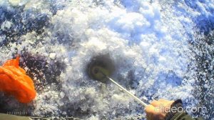 Зимняя рыбалка на карпа. Сезон 2022- 2023 г.