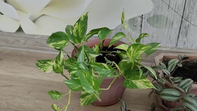 Сцендапсус гүлінің күтімі. Қалай өсіруге болады. Су құю әдісі. Үй гүлдері. Гүлдер әлемі. смотреть онлайн