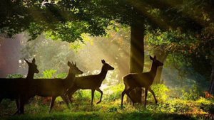 Медитация по проработке страха непринятия, отвержения