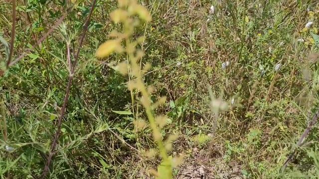 Проверка осенней посадки семян Дуба,Ореха,Каштана в Балаклаве с.Красный-Мак смотреть онлайн