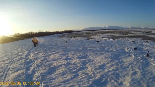 Охота на Гуся. Камчатка 2018