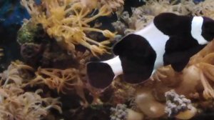 Единорог-акреихт щетинохвостый (Acreichthys tomentosus) спасен и в другом аквариуме.