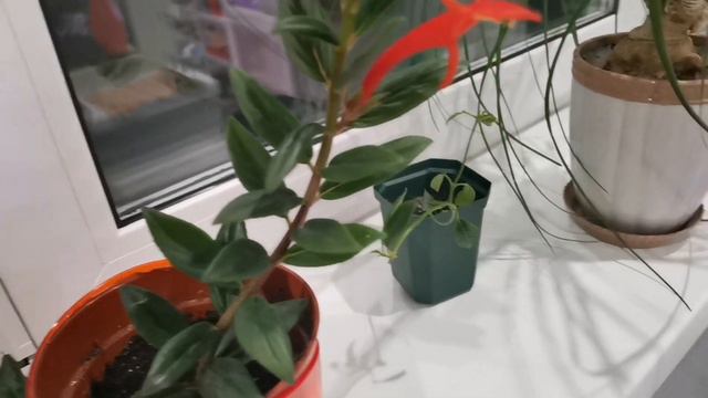 Комнатные растения. Тёплый балкон смотреть онлайн