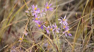 Губерлинские горы, 10 сентября.