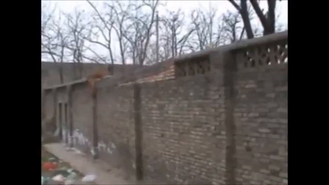 Малинуа-это Бентли в мире собак смотреть онлайн