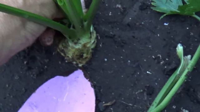 Корневой сельдерей,уход. смотреть онлайн