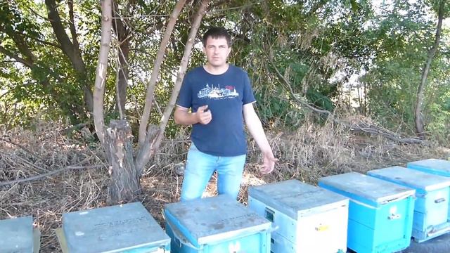 Оптовая цена на мед 2020 в Украине, себестоимость меда и рентабельность пасеки смотреть онлайн