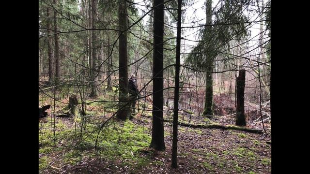 ОХОТА! Республика Беларусь ноябрь 2019 год. ЗАГОНЫ смотреть онлайн