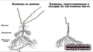 ? Правильная посадка саженца винограда на постоянное место для средних широт. Часть №4.