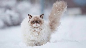 Утром кот принес на лапах первый снег || детская песня