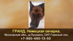 Пропала собака! ГРАНД. Немецкая овчарка. Московская область, д.Пушкино, СНТ Горелый лес.