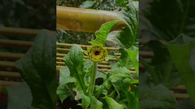 BLESS MY BLOOMERS!! | Gerbera Flower