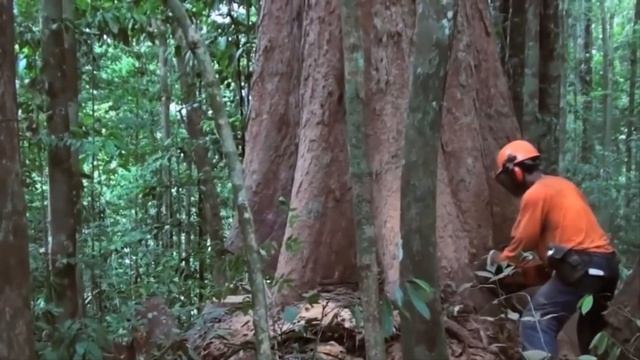 Dexterity Woodworking  Fastest Tree Felling  Быстрая вырубка деревьев  Валка больших деревьев