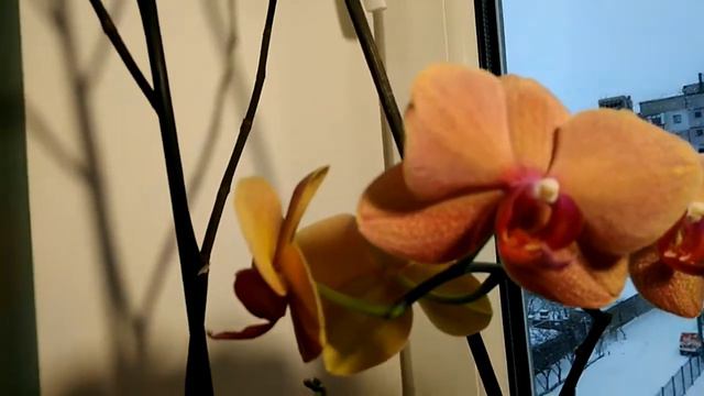 Зимнее цветение моих орхидей! Winter flowering of my orchids! смотреть онлайн