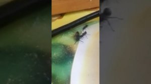 Муравей против осы