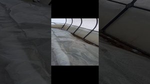 Как зимует виноград 02.01.2024г. Архангельск