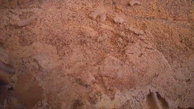 Белые червяки в доске.Неприятное зрелищес. смотреть онлайн