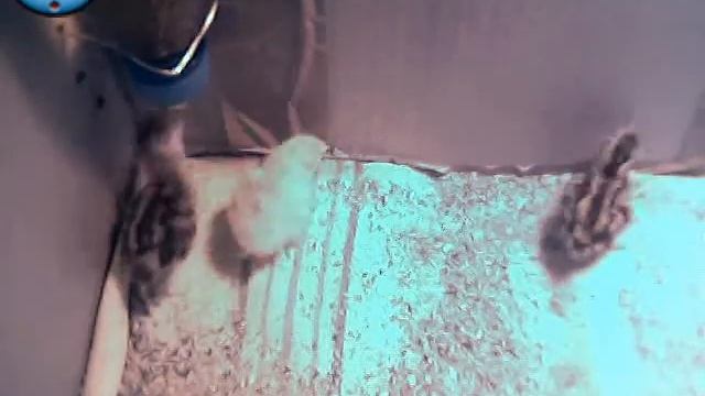 Ниппельная поилка и перепелята