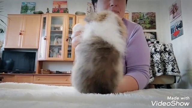 В питомнике продается щенок вельш корги пемброк. Тортик))) смотреть онлайн