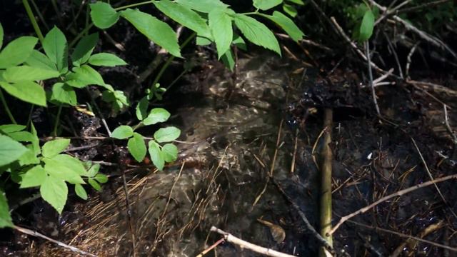 Природа, ручей, птицы смотреть онлайн