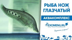 Рыба нож глазчатый. [Аквакомплекс EXOMENU]