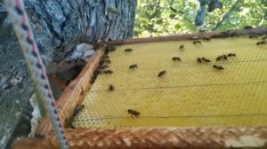 Как вытащить засилившийся рой из дупла