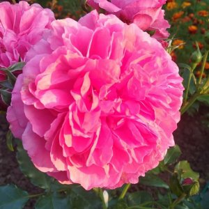 Розы Пилигрим, Четырех ветров, Августа Луиза, Джубили Селебрейшен, Акварель,Томас Грэхам, Оранж беби