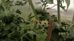 Штамбовые томаты уход и выращивание