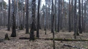 Успокаивающая прогулка по Юго-западному лесопарку Екатеринбурга.