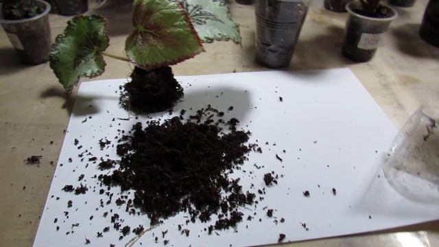 ДЕФОРМИРОВАННЫЕ ЛИСТЬЯ НА БЕГОНИИ. КАК ИСПРАВИТЬ смотреть онлайн