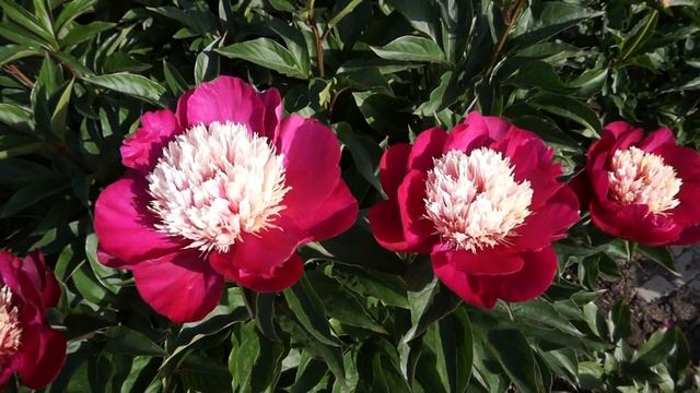 Пион WHITE CAP 15.05.2016 смотреть онлайн