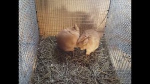 Кормление маленьких крольчат. Каким кормом кормить, для получения максимального роста. Эксперимент.