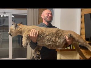 Носим пуму Месси на руках!