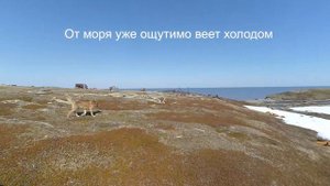 Поход на Баренцево море с босом. Первый тёплый день на о. Колгуев!