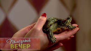 Как ухаживать за черепахой