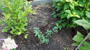 Клумба, которая должна украсить сад осенью