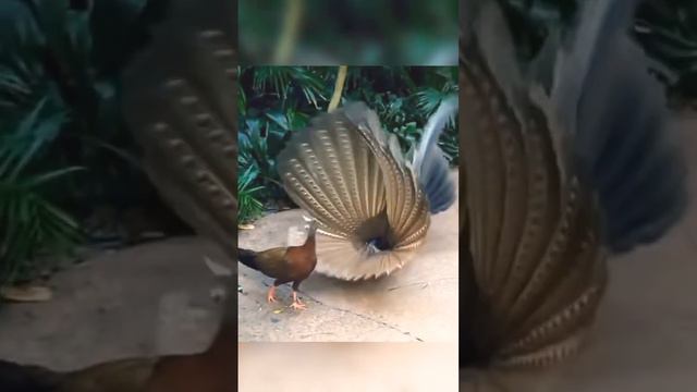 beautiful peacock unfurling his feather #shortfeed #shortfeature #viralshort #short
