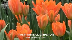 Tulip 'Orange Emperor' - FarmerGracy.co.uk